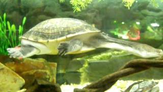 Snake  necked turtle Chelodina longicollis [upl. by Innek]