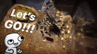 Caught my TARANTULA flipping back after molting  TARANTULA FLUIDS [upl. by Nwahser]