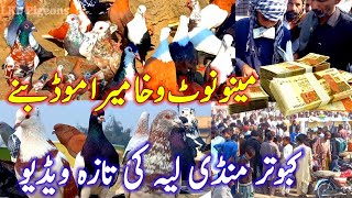 Kabootar Mandi Layyah latest video  Kabuter Mandi Layyah  Friday Pigeon Markeet Pakistan  ForSale [upl. by Odraude425]