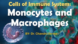 What are Monocytes and macrophages  Cells of Immune system  structure  Immunology [upl. by Ntsud32]