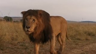 Inselberg Male Lions on Move  Masaimara  25 June 2024 [upl. by Northrop631]