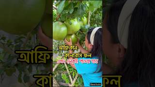 আফ্রিকান কালাবাস ফল এখন দেশেই পাওয়া যায়। kalabash fruit 🍐 fruitvideos african ফল [upl. by Desberg]