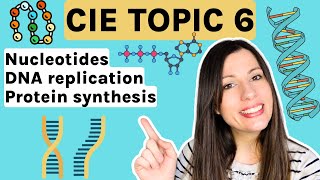 Nucleotides DNA replication and Protein Synthesis  Entire topic CIE Alevel Biology Topic 6 [upl. by Atinob]