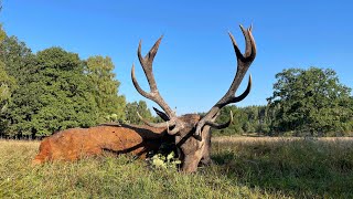 Jagderfolg im Moor  Hirschbrunft in Pommern und Masuren [upl. by Ardrey410]