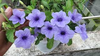 Ruellia Flower Grow Ruellia Plant Ruellia Tuberosa  Mexican Petunia [upl. by Derian994]