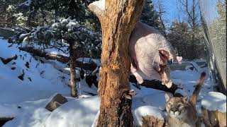 Embracing the chill with a frosty feast Three frozen turkeys  three excited mountain lions [upl. by Lossa]