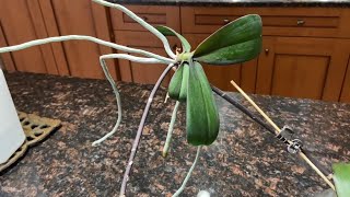 Phalaenopsis Orchid Keiki Removing amp Potting  How to Remove amp Pot Orchid Keiki [upl. by Andrel]