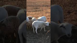 HAIR SHEEP FARMING  Winter Sheep Grazing shorts [upl. by Dimond776]