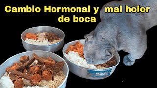 Alimentación para Cambio Hormonal y Para Problemas de estomago [upl. by Corsetti554]