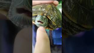 Red Eared Slider Turtle Biting My Finger  TurtlesSquad RedEaredSlider [upl. by Chenee]