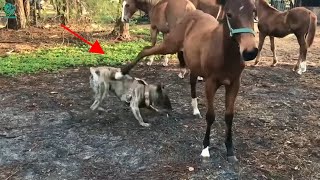 30 Brutal Deadly Kicks Of Horses That Make Dogs Dizzy And Collapse [upl. by Cooley389]