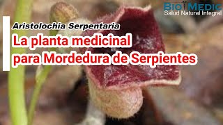 La planta medicinal para mordedura de serpientes [upl. by Notsgnal]