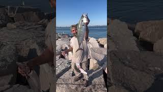 Bonito Fishing from shore at Narragansett RI fishing bonito shorts rhodeisland [upl. by Reneta]