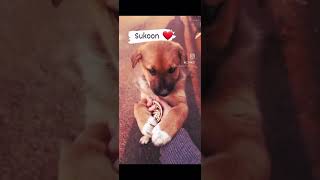 ❤️🐕😘😍 love puppy shortvideo shorts [upl. by Meunier]