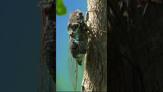 Cicada making loud Noise Wincent scagi nature wildlife insects [upl. by Sello]