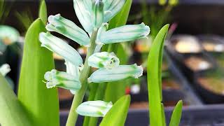 ラケナリア・ビリディフローラが咲きました！Lachenalia viridiflora blooming in my nursery [upl. by Lyons]