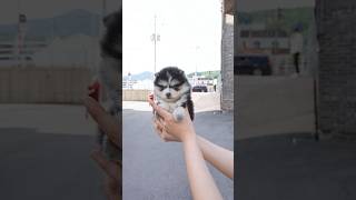 Here new Pomsky😎  Aloha Teacup Puppies pomsky pomskypuppy pomskypuppies [upl. by Arvonio]