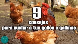 9 Consejos para cuidar a tus gallos o gallinas [upl. by Anitsirt]