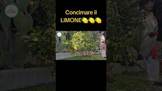 Come Concimare i limoni [upl. by Harland336]