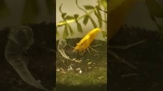 Gamba neocaridina shrimp neocaridina gambas acuarismo shorts viralvideo suscribete [upl. by Alie252]