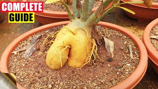 COMPLETE GUIDE TO GROWING ADENIUM – THE DESERT ROSE  CARE TIPS TRICKS SEEDS CAUDEX [upl. by Anaeed]