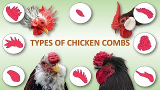 Types of Chicken Combs 🐔  Rooster  Poultry  Hen [upl. by Annmarie839]