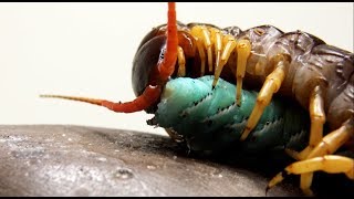 Centipede Having a Catepillar Feast 4K [upl. by Maurili999]