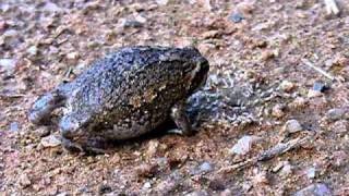 Bushveld rain frog lapping up the summer insect arrival at Askari [upl. by Atilrahc]