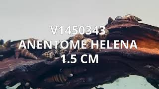 V1450343  Anentome Helena 15 cm [upl. by Retxab]