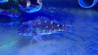 Rare Hawkfish  Cirrhitus pinnulatus [upl. by Nashoma]