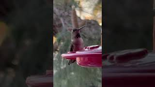 Mesmerizing Hummingbirds Live Feeder Footage [upl. by Elleirda]