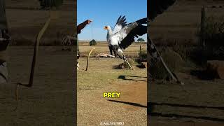 SNAKE STOMPER MEET THE SECRETARY BIRD [upl. by Yaya]