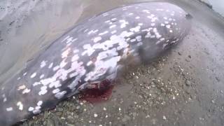 Cuviers Beaked Whale [upl. by Dyrrej]