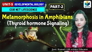 Metamorphosis in AmphibiansPart2  Thyroid Hormone Signaling  Developmental Biology [upl. by Nyrehtak]