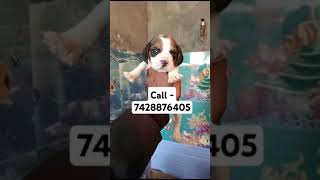 Beagle puppies for sale in Delhi ncr newmusic music song spotify hounddog mastiff [upl. by Juan]