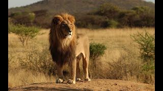 Pride  Rulers at Risk  National Geographic Documentary [upl. by Nitsyrk]