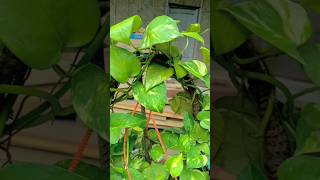 Money plants ❤️ plants money moneyplant homemade homedecor mygarden flowers viralvideo [upl. by Uke894]