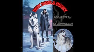 why have a husky from birth to adulthood [upl. by Savory]