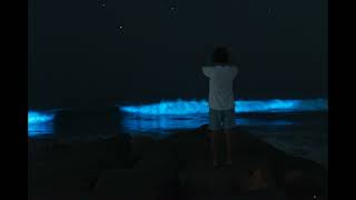 Bioluminescent Beach Tour [upl. by Eindys141]