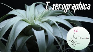 Xerographica Características soportes y cuidados [upl. by Glaab705]