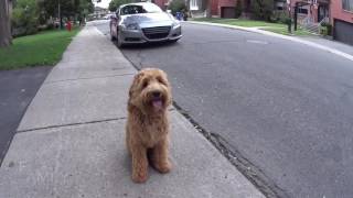 Labradoodle training montreal [upl. by Hermina461]