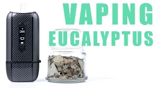 You Can Vape What  Vaping Eucalyptus with the Ascent Vaporizer [upl. by Einamrej752]