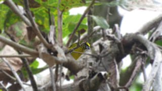 Olivebacked Euphonia Euphonia gouldi [upl. by Paula]