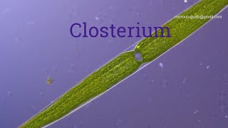 Closterium alga [upl. by Ax]