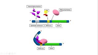 regulación expresión cis trans biología molecular [upl. by Marietta649]