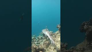 Beautiful white tip reef shark Angaga Island Resort and Spa Maldives gopro [upl. by Saville]