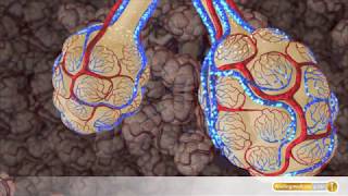 Anatomie So funktionieren Lungen und Bronchien [upl. by Timms]