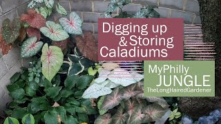 Digging amp Storing Caladiums  Fall Garden Prep  Urban gardening [upl. by Robaina]