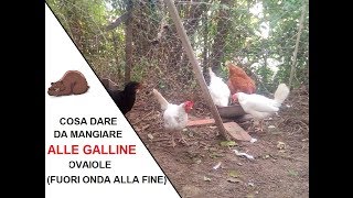 Cosa dare da mangiare alle galline ovaiole Finale con fuori onda [upl. by Amabelle759]