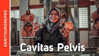 Cavitas Pelvis [upl. by Middendorf]